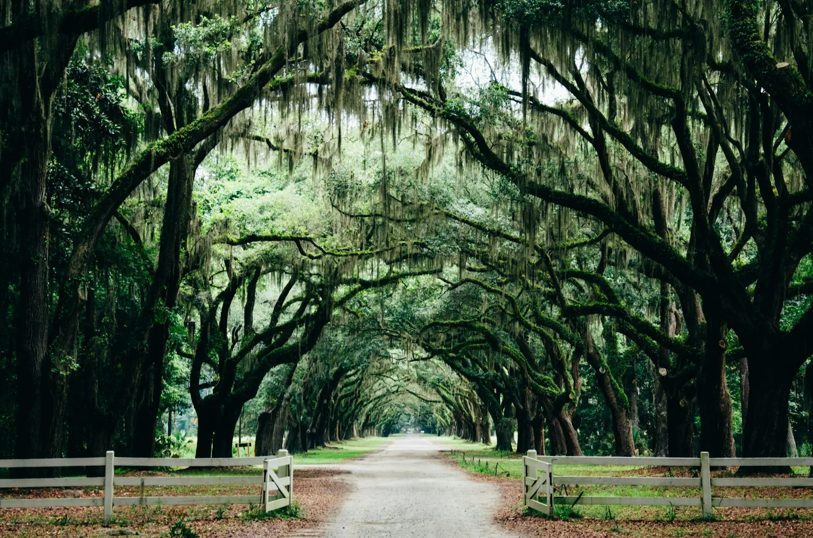 Historic live oak avenue with Spanish moss at Wormsloe, near Savannah